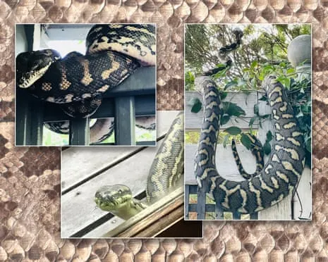 Welcoming the Snakes in My Ceiling: A Transformation from Anxiety to Respect